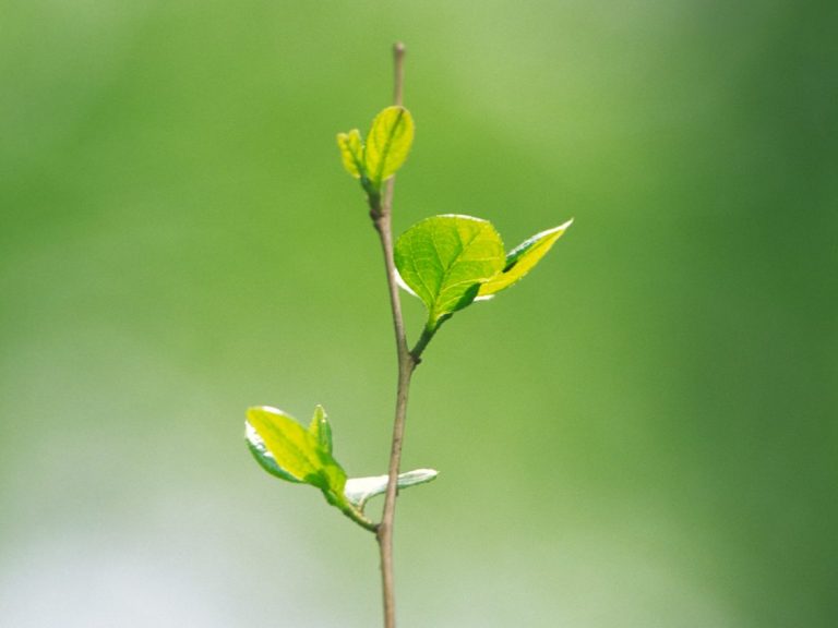 Slender green plant stem with fresh spring leaves symbolizing renewal and natural healing in functional medicine